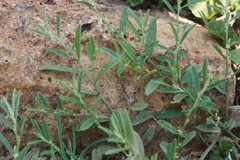 Indigofera linifolia var. linifolia